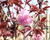 Višeň pilovitá, sakura 'Royal Burgundy'