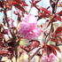 Prunus serrulata 'Royal Burgundy'.JPG