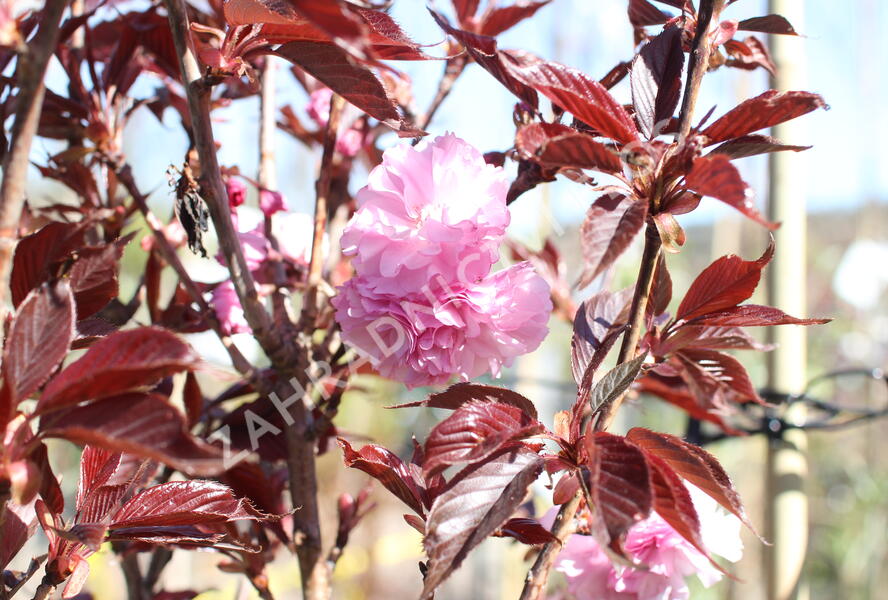 Višeň pilovitá, sakura 'Royal Burgundy' - Prunus serrulata 'Royal Burgundy'