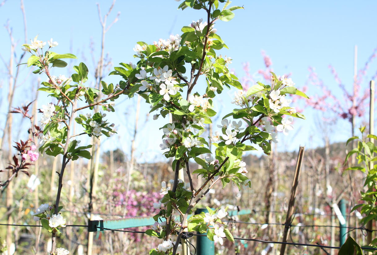 Jabloň okrasná 'Red Sentinel' - Malus 'Red Sentinel'