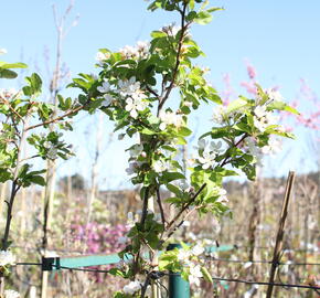 Jabloň okrasná 'Red Sentinel'