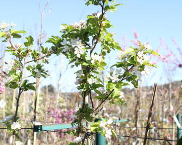 Jabloň okrasná 'Red Sentinel'