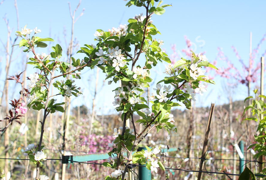 Jabloň okrasná 'Red Sentinel' - Malus 'Red Sentinel'