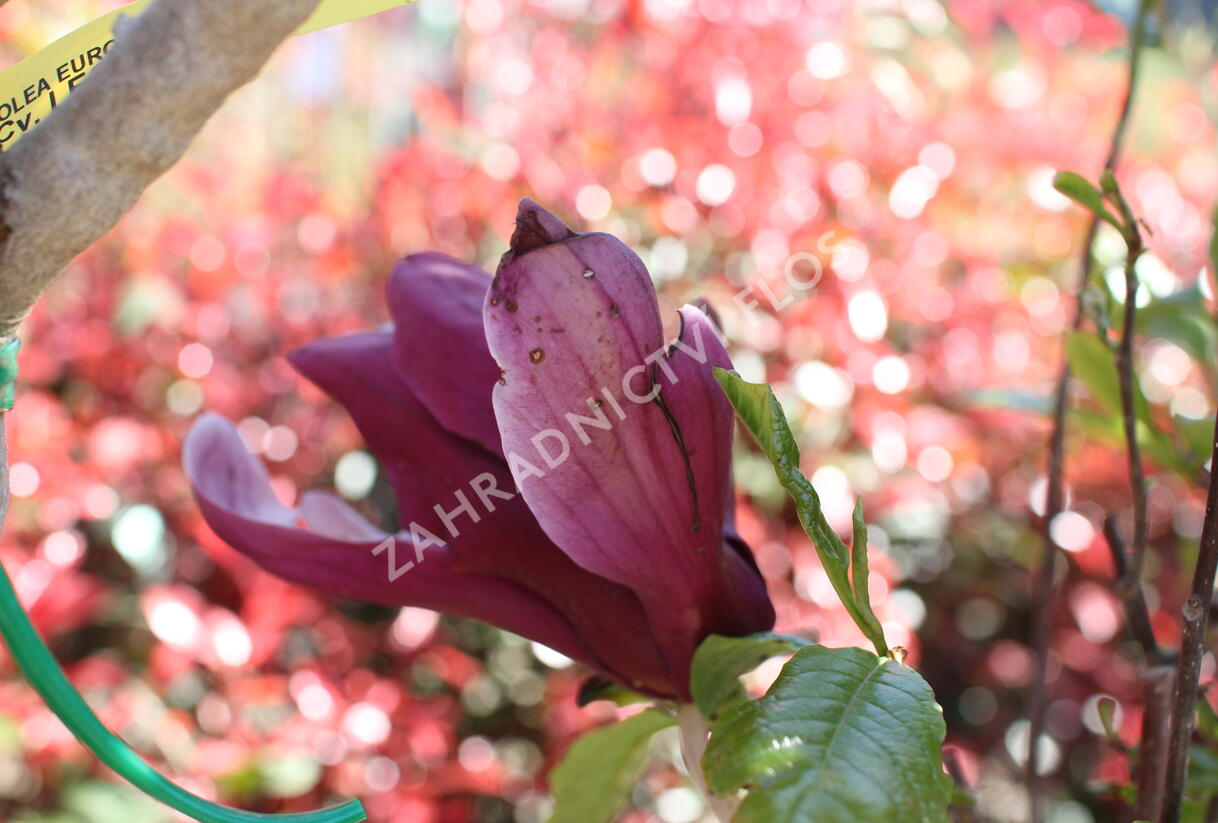 Šácholan obvejčitý 'Purpurea' - Magnolia obovata 'Purpurea'