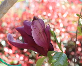 Šácholan obvejčitý 'Purpurea'