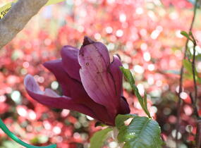 Šácholan obvejčitý 'Purpurea' - Magnolia obovata 'Purpurea'