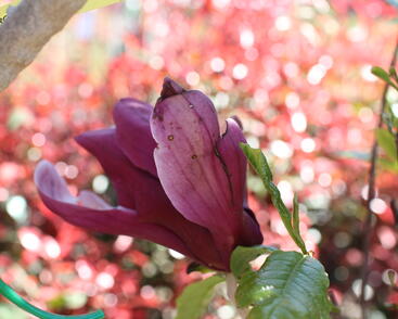 Šácholan obvejčitý 'Purpurea'