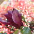 Magnolia obovata 'Purpurea'.JPG