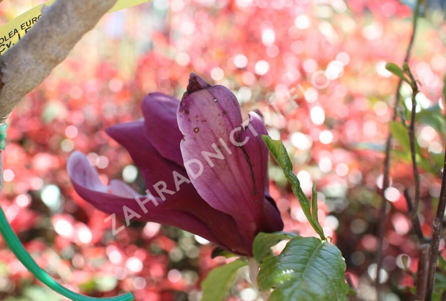 Šácholan obvejčitý 'Purpurea' - Magnolia obovata 'Purpurea'