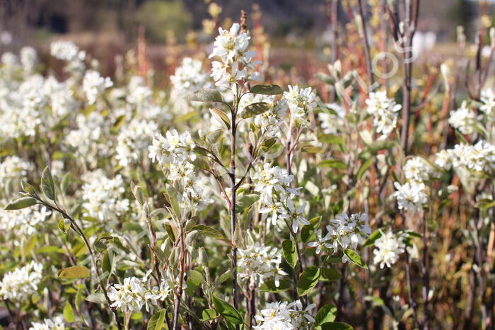 Muchovník klasnatý - Amelanchier spicata