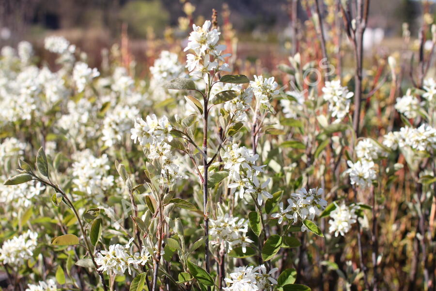 Muchovník klasnatý - Amelanchier spicata