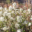 Muchovník klasnatý - Amelanchier spicata