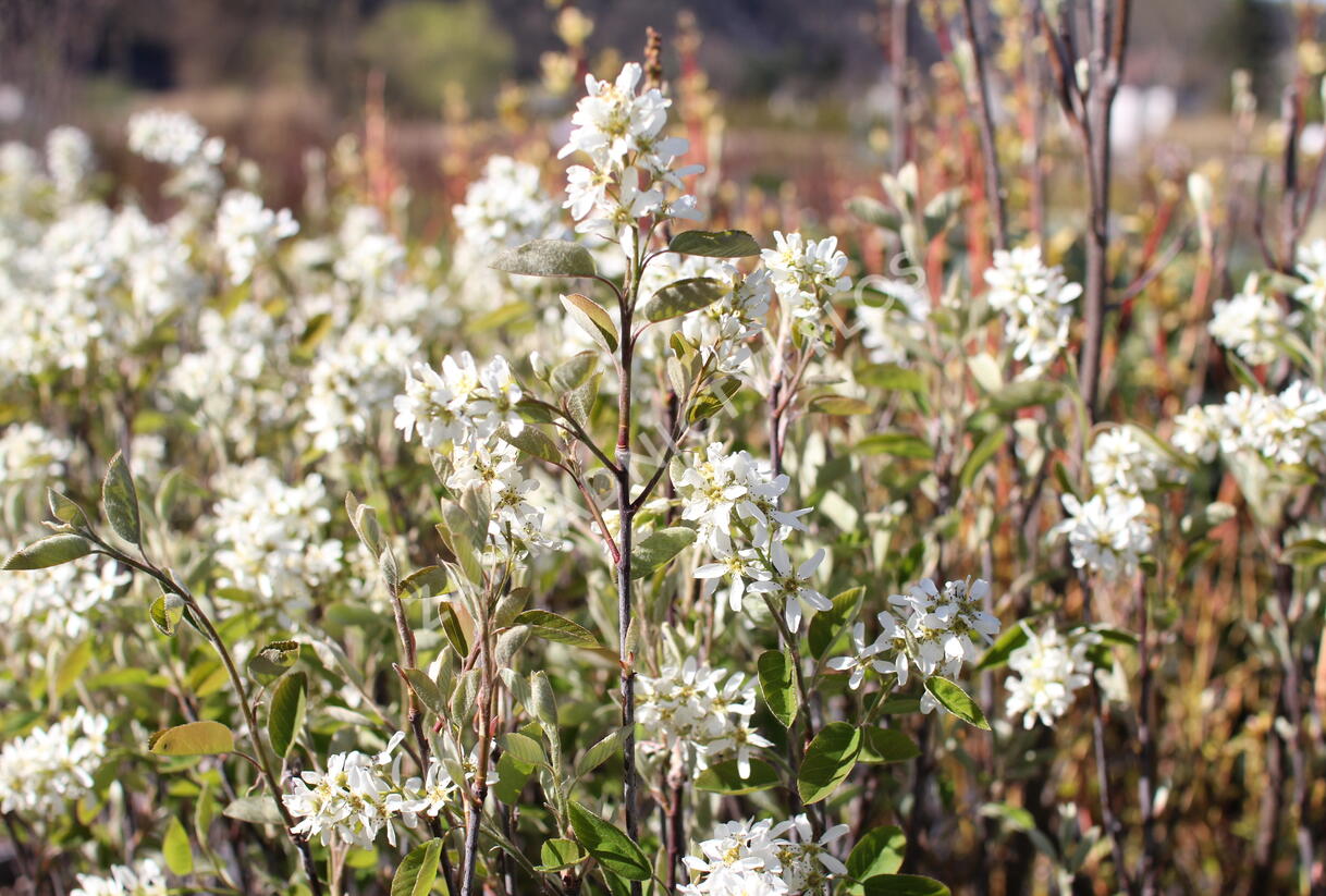 Muchovník klasnatý - Amelanchier spicata