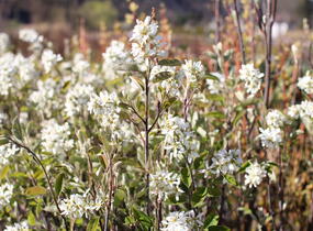 Muchovník klasnatý - Amelanchier spicata