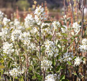 Muchovník klasnatý