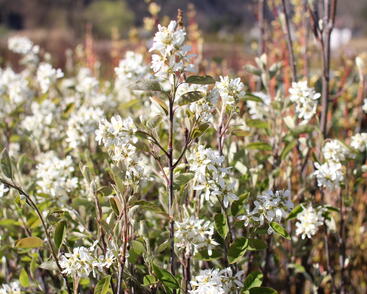 Muchovník klasnatý