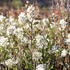 Amelanchier spicata_1.JPG