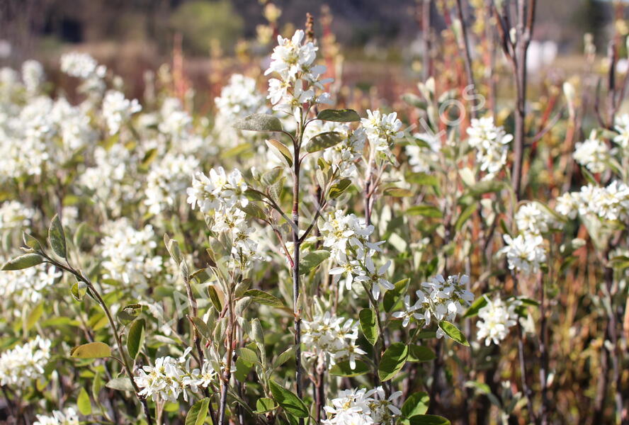 Muchovník klasnatý - Amelanchier spicata