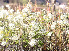 Muchovník klasnatý - Amelanchier spicata