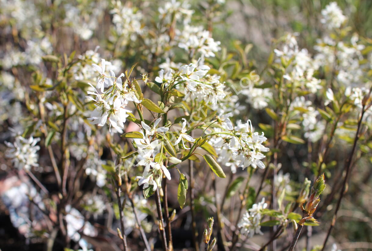 Muchovník hladký 'Ballerina' - Amelanchier laevis 'Ballerina'