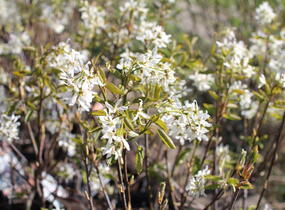 Muchovník hladký 'Ballerina' - Amelanchier laevis 'Ballerina'