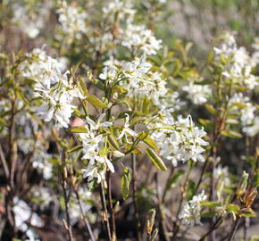 Muchovník hladký 'Ballerina'