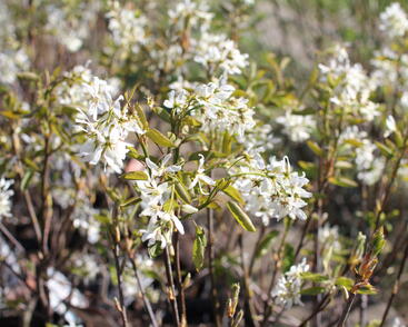 Muchovník hladký 'Ballerina'