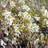 Amelanchier laevis 'Ballerina'.JPG