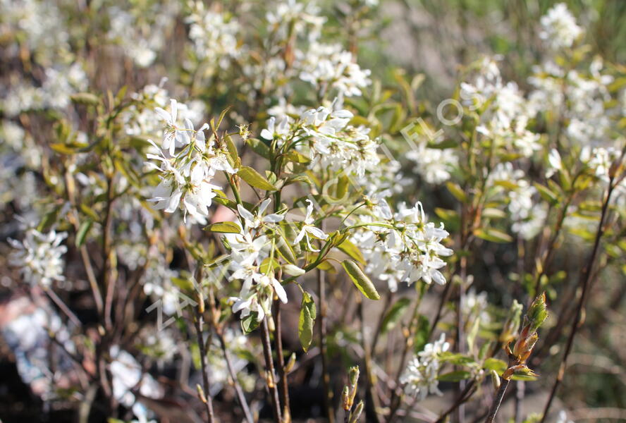 Muchovník hladký 'Ballerina' - Amelanchier laevis 'Ballerina'