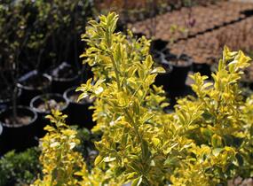 Brslen japonský 'Aureus' - Euonymus japonicus 'Aureus'
