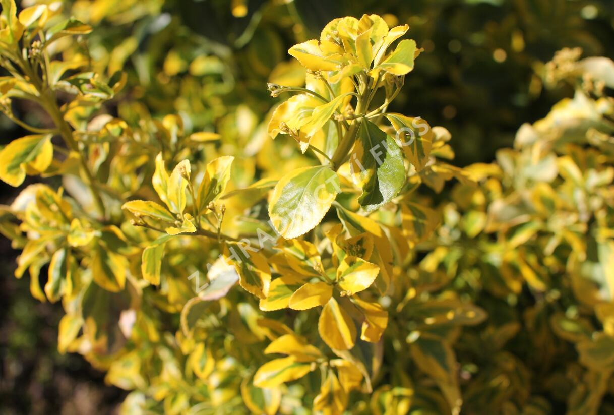Brslen japonský 'Aureus' - Euonymus japonicus 'Aureus'