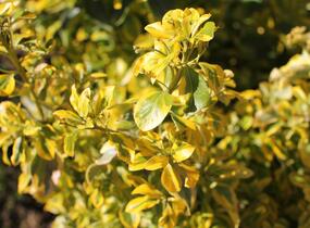 Brslen japonský 'Aureus' - Euonymus japonicus 'Aureus'
