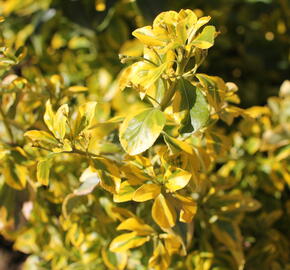 Brslen japonský 'Aureus'