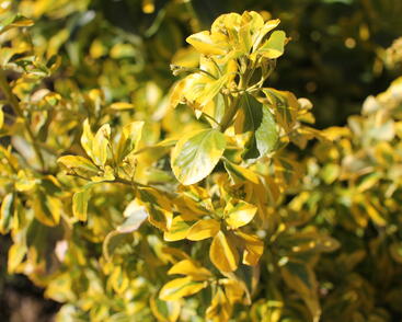 Brslen japonský 'Aureus'