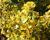 Brslen japonský 'Aureus'