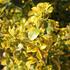 Euonymus japonicus 'Aureus'.JPG