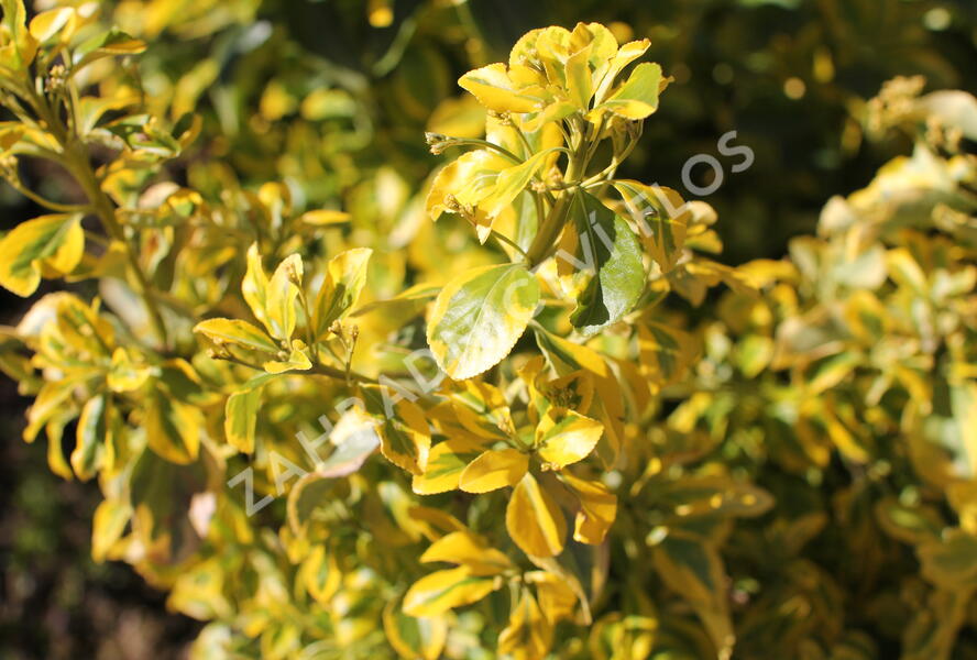 Brslen japonský 'Aureus' - Euonymus japonicus 'Aureus'