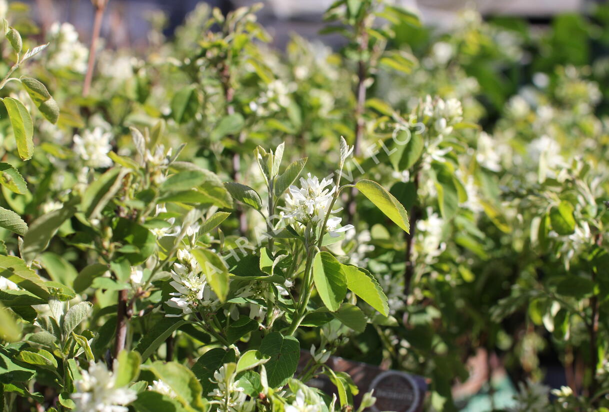 Muchovník olšolistý 'Obelisk' - Amelanchier alnifolia 'Obelisk'