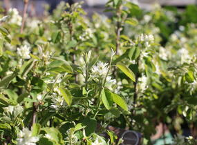 Muchovník olšolistý 'Obelisk' - Amelanchier alnifolia 'Obelisk'