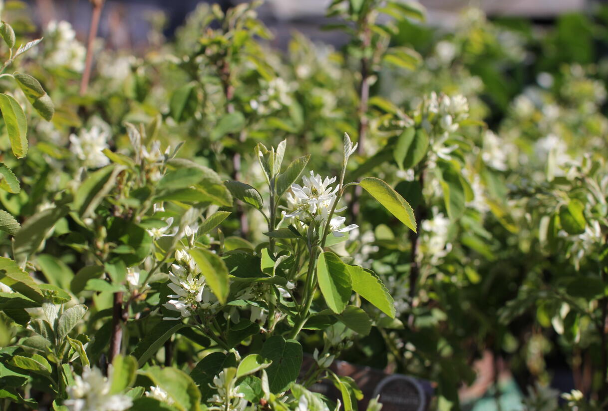 Muchovník olšolistý 'Obelisk' - Amelanchier alnifolia 'Obelisk'