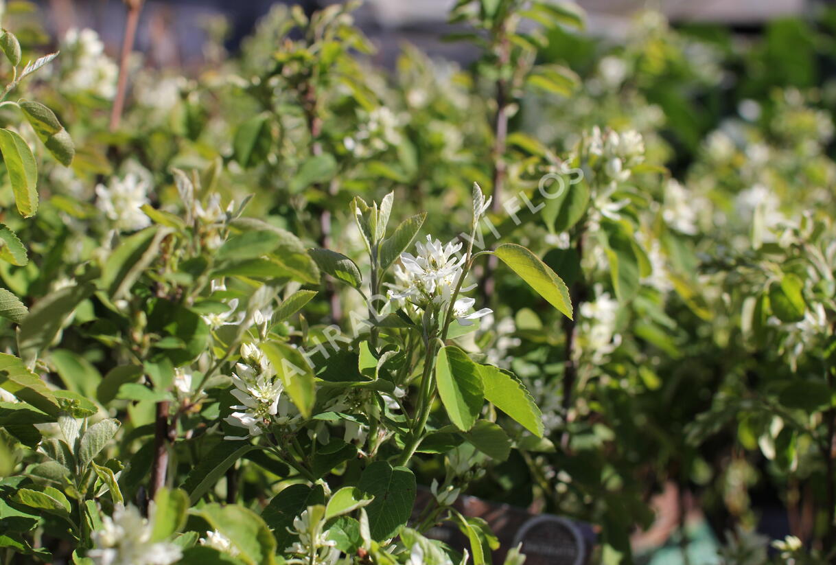Muchovník olšolistý 'Obelisk' - Amelanchier alnifolia 'Obelisk'