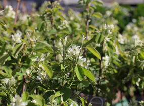 Muchovník olšolistý 'Obelisk' - Amelanchier alnifolia 'Obelisk'
