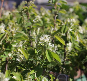 Muchovník olšolistý 'Obelisk'