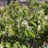 Amelanchier alnifolia 'Obelisk'_1.JPG