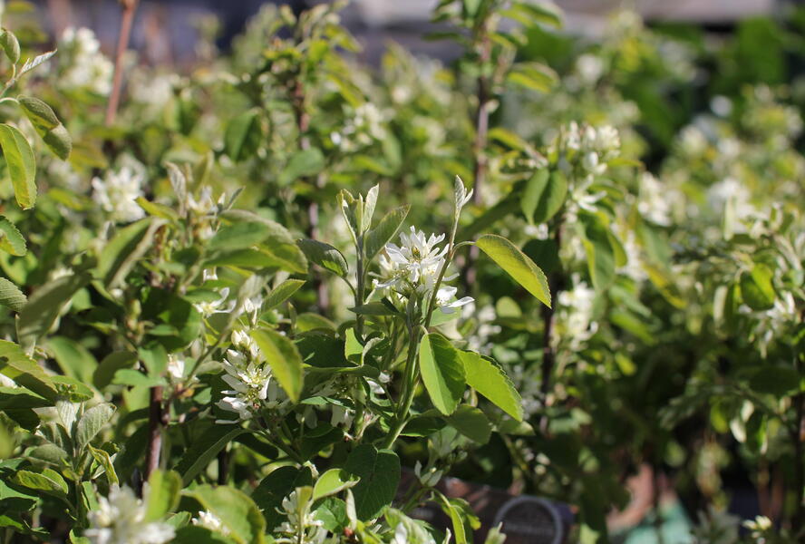 Muchovník olšolistý 'Obelisk' - Amelanchier alnifolia 'Obelisk'