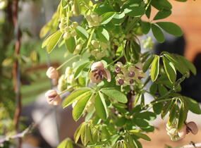 Akébie pětičetná 'Alba' - Akebia quinata 'Alba'