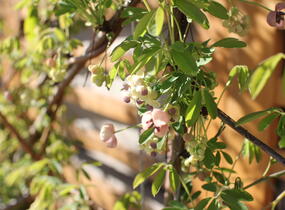 Akébie pětičetná 'Alba' - Akebia quinata 'Alba'