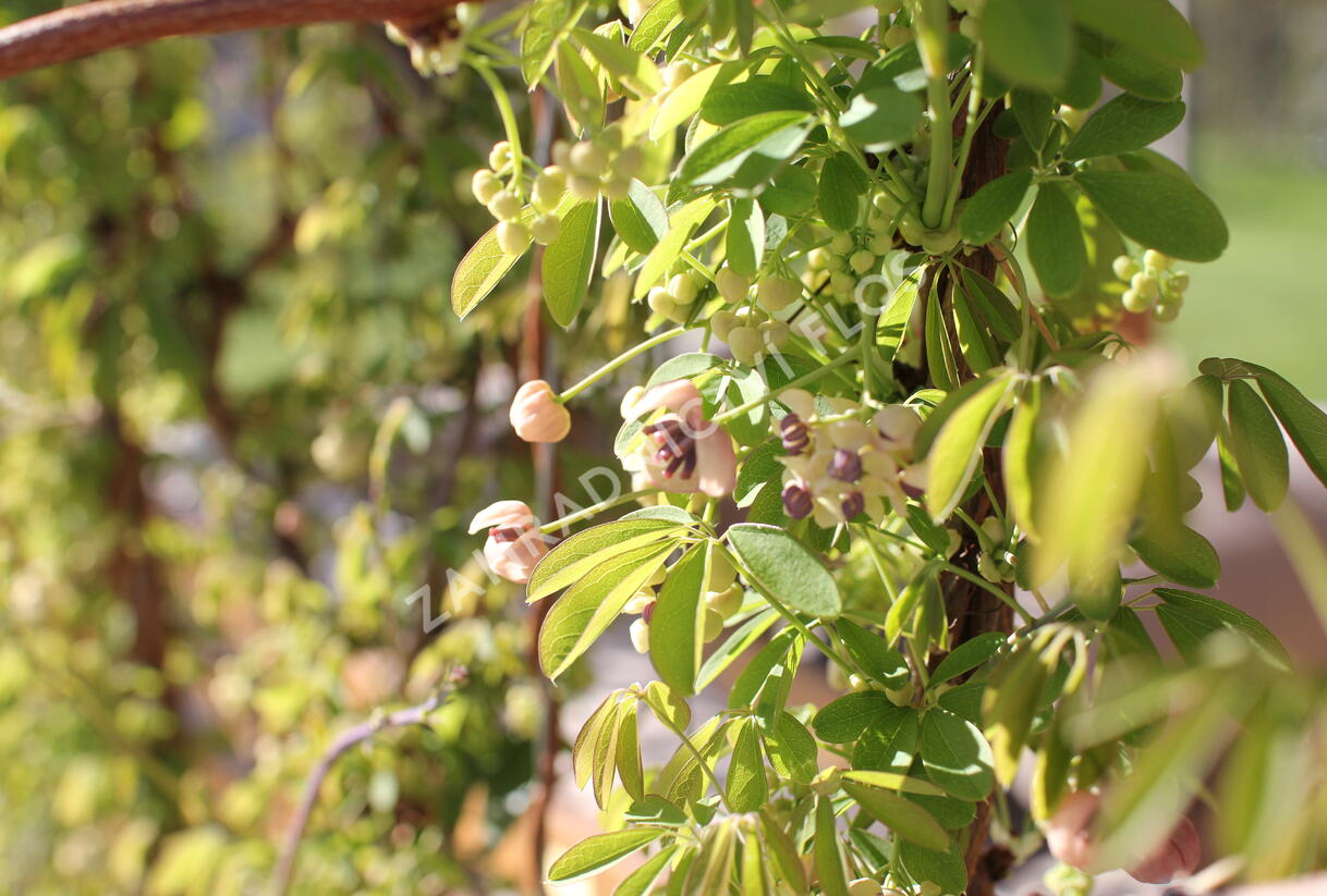 Akébie pětičetná 'Alba' - Akebia quinata 'Alba'