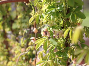 Akébie pětičetná 'Alba' - Akebia quinata 'Alba'