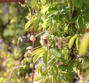 Akébie pětičetná 'Alba'